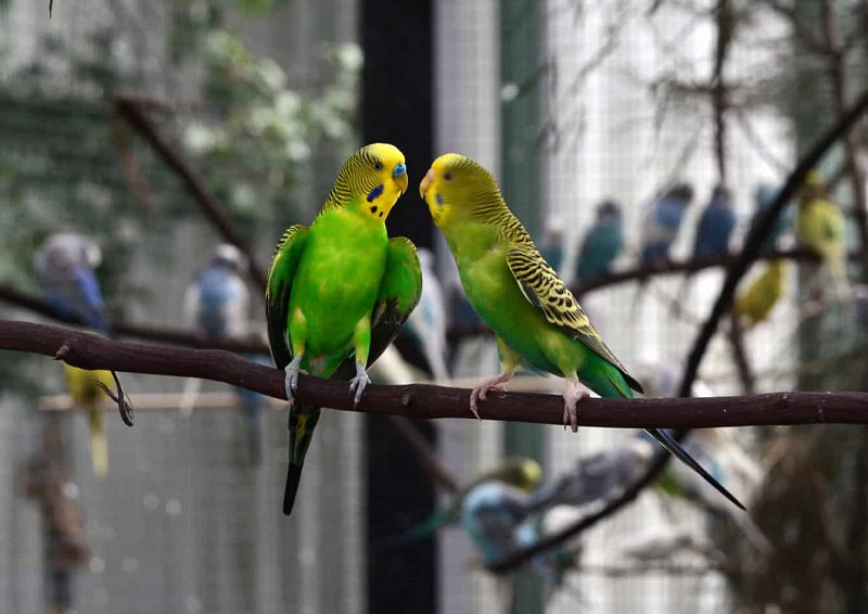 How long do parrots live Speaky Magazine