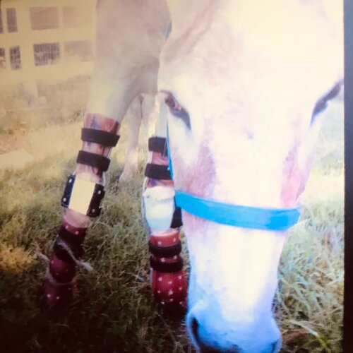 Horse Brace Help Heal Your Large Animal Specialized Pet Solutions