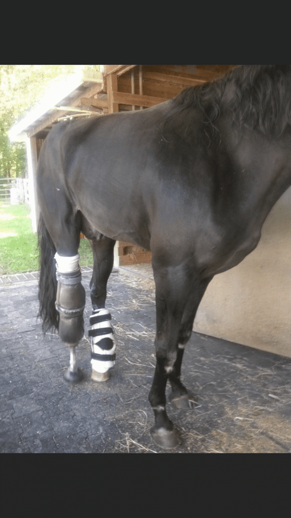 Horse Brace Help Heal Your Large Animal Specialized Pet Solutions