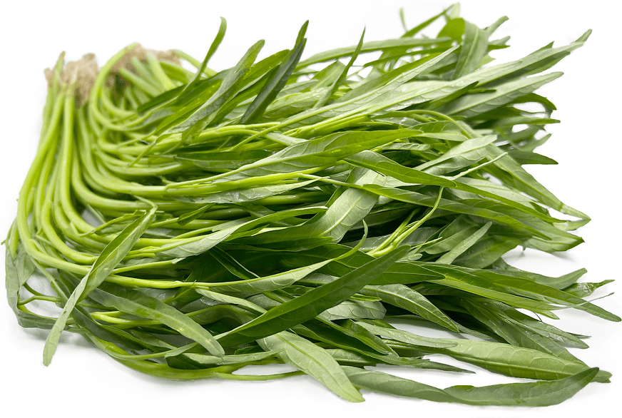 Kangkong Leaves Information, Recipes and Facts