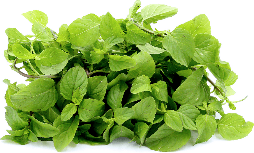 Orange Mint Information and Facts