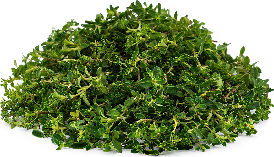 Muna Mint Information and Facts