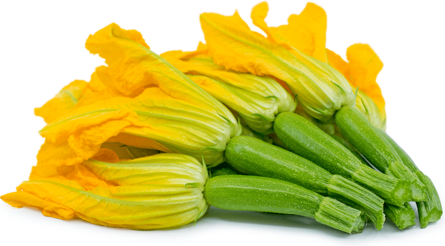 Baby Green Zucchini with Flower Information, Recipes and Facts