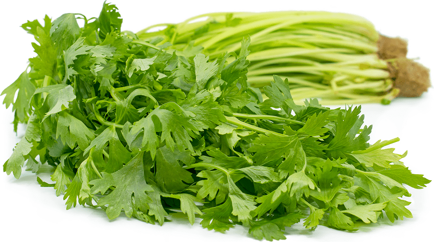 Baby Celery Information, Recipes and Facts
