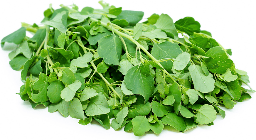 Papalo Information, Recipes and Facts