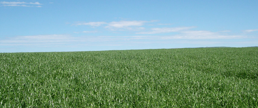 It is a close relative of the perennial ryegrass variety but differs from it slightly in there are no reviews yet be the first to review this product. Ryegrasses Specialty Seeds 2019 Nz S Independent Seed Supplier Christchurch New Zealandspecialty Seeds 2019 Nz S Independent Seed Supplier Christchurch New Zealand