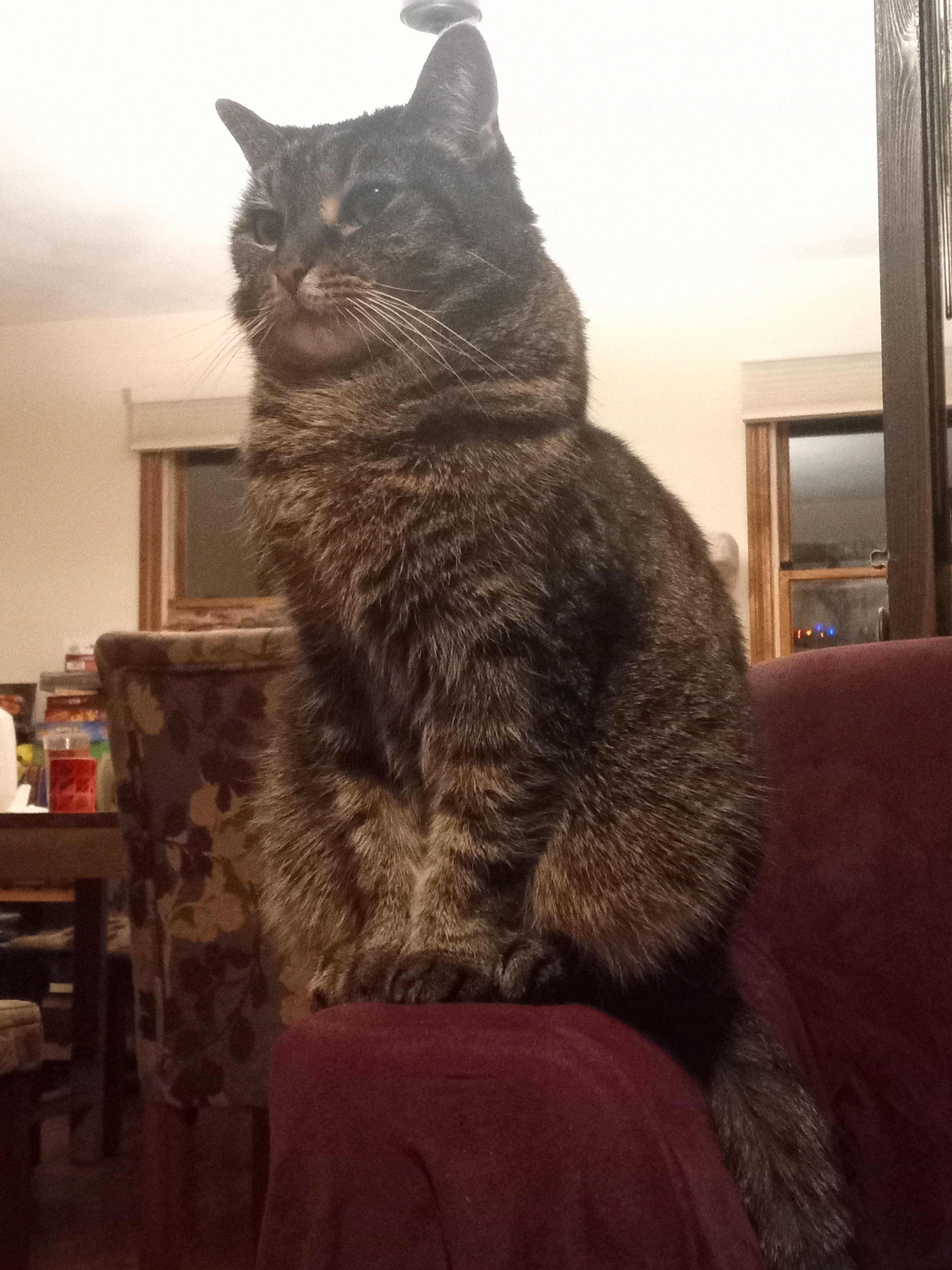 PreCivilization Bronze Age Guides