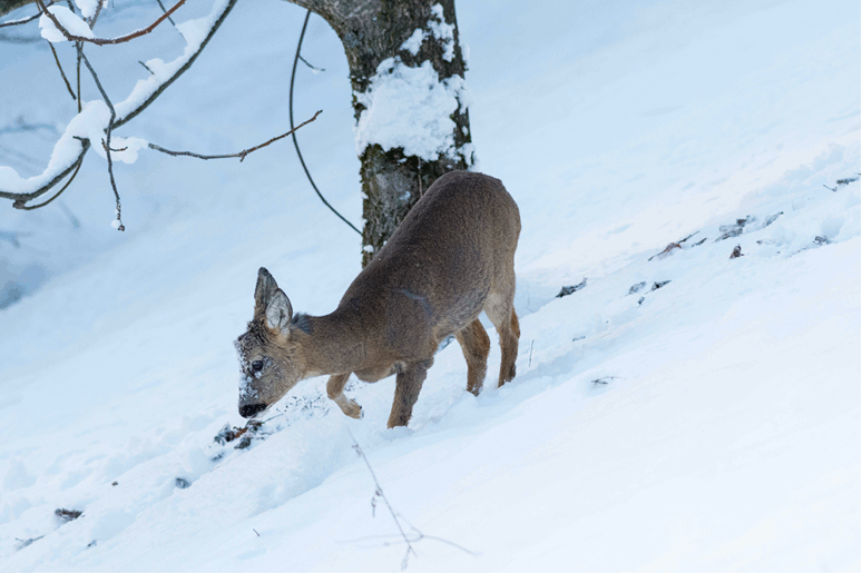 Visited by a roe deer Articles