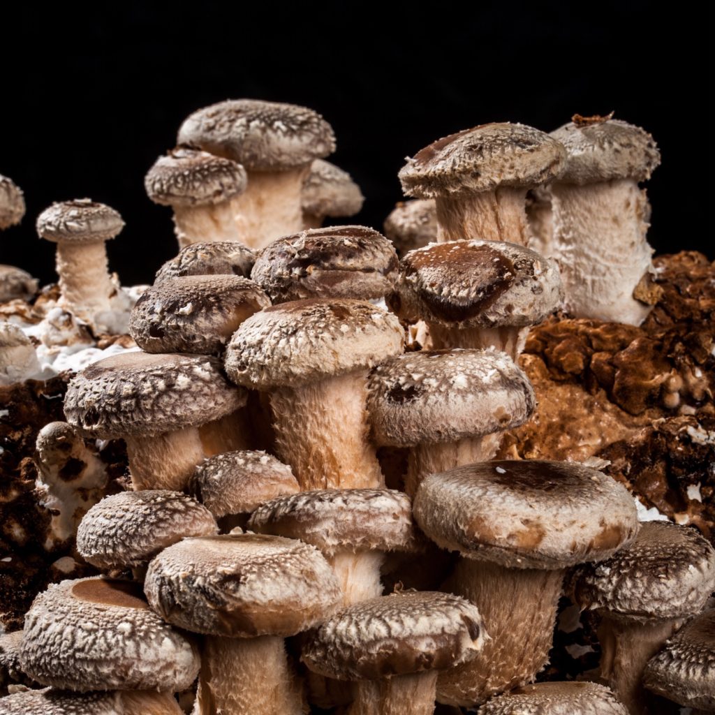 ShiitakePilze SpeiseLokal!