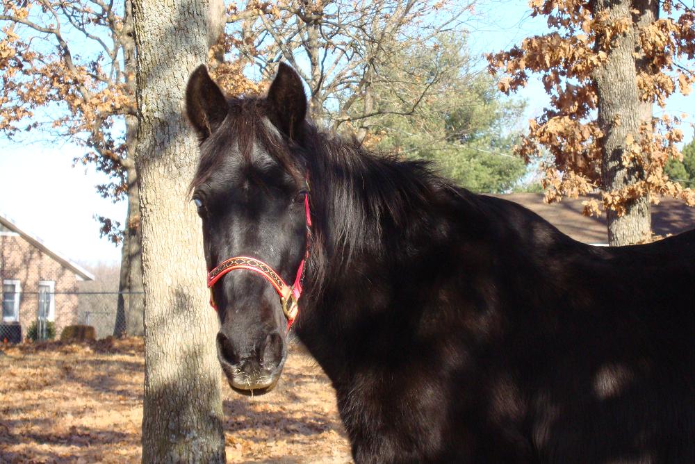 Spenser's Legacy Animal Rescue