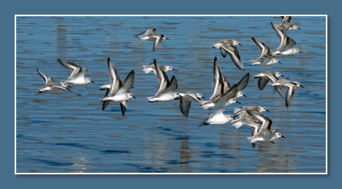 Image of the day Flock