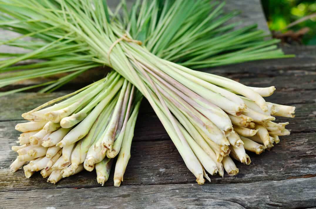 Lemongrass The World's Most Flavorful & Beneficial Grass