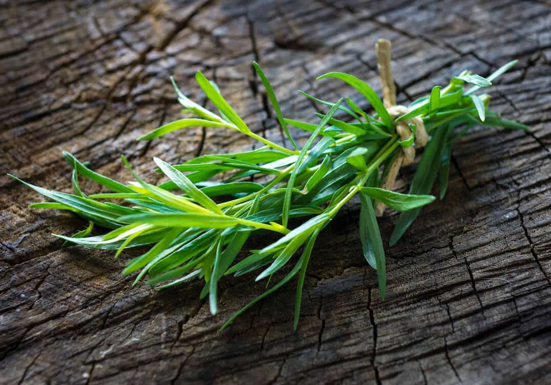 Tarragon An Herb Favorite of French Cuisine