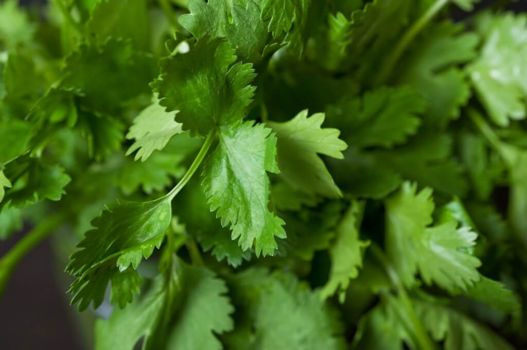 Cilantro An Ancient and Versatile Herb