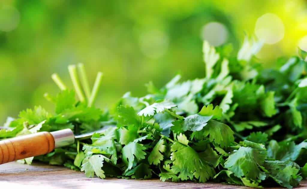 What's A Good Cilantro Substitute?