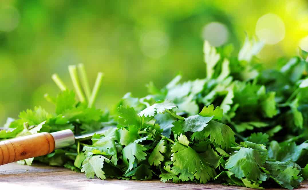 What's A Good Cilantro Substitute?