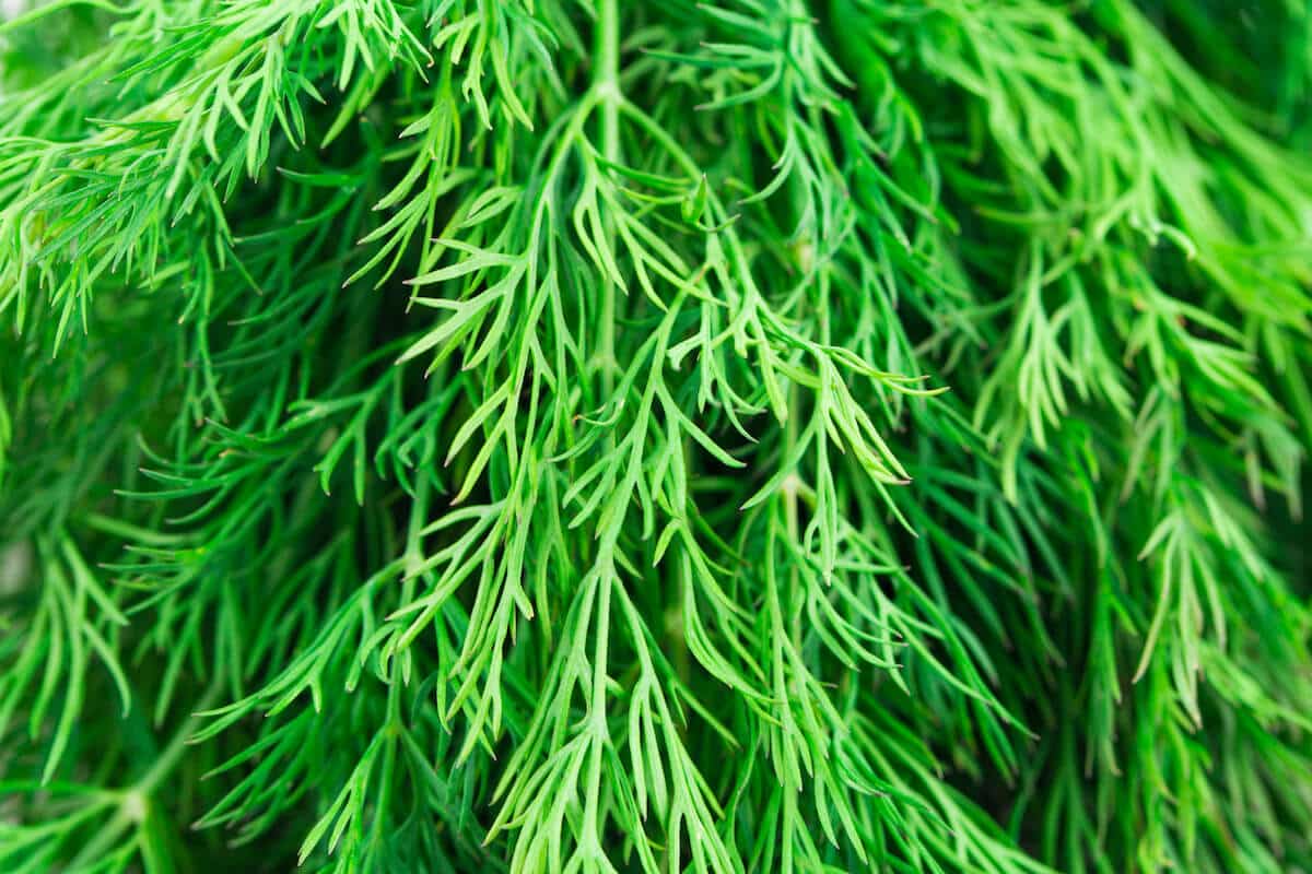 What's A Good Dill Substitute?