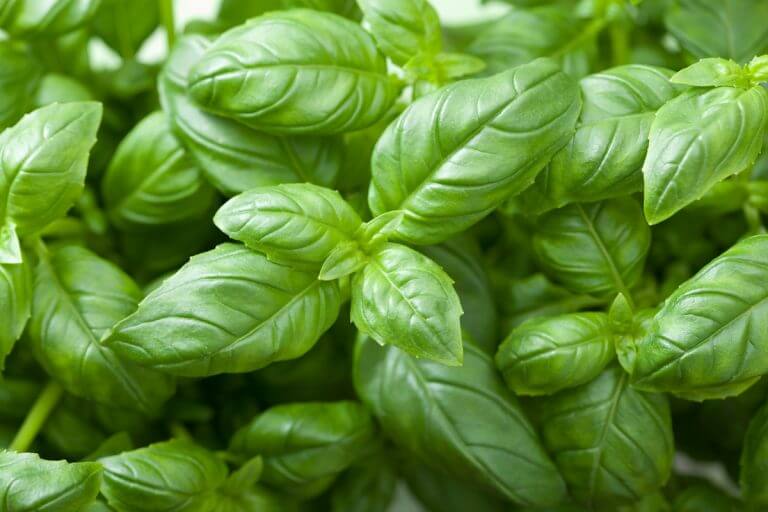 Bay Leaves Vs. Basil How Do They Compare?