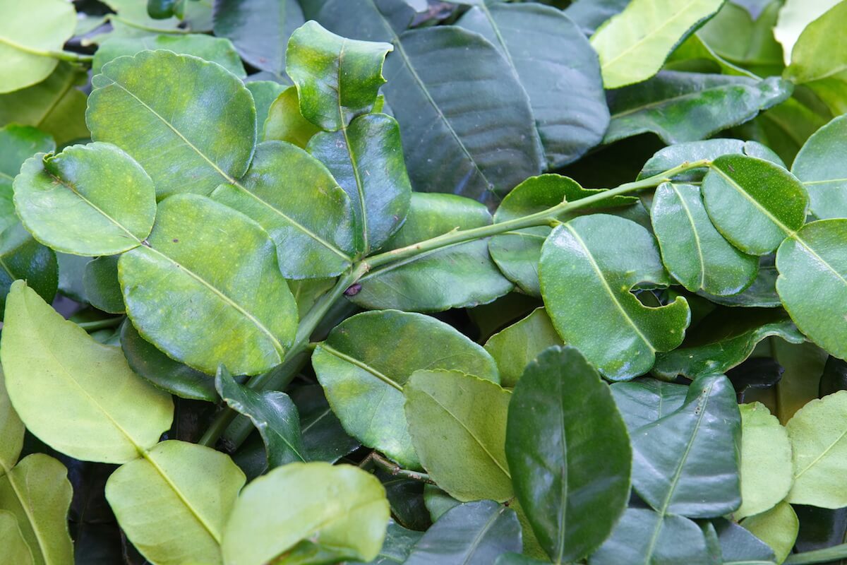 6 Most Expensive Spices In The World TallyPress