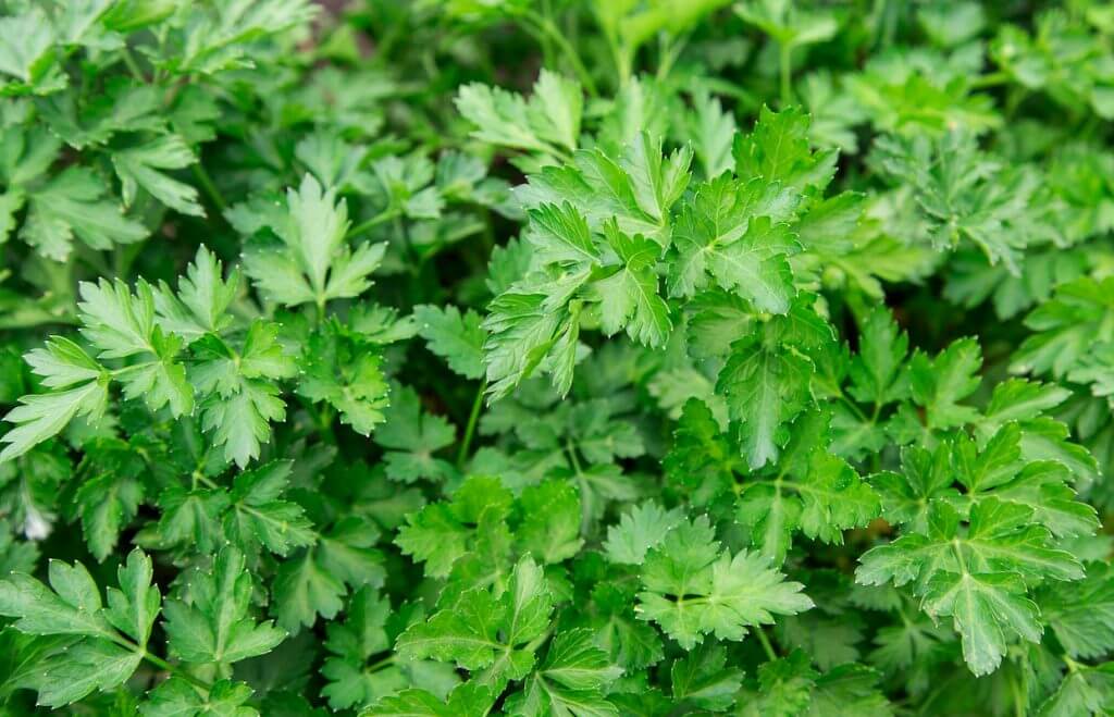 Parsley An Understated Herb