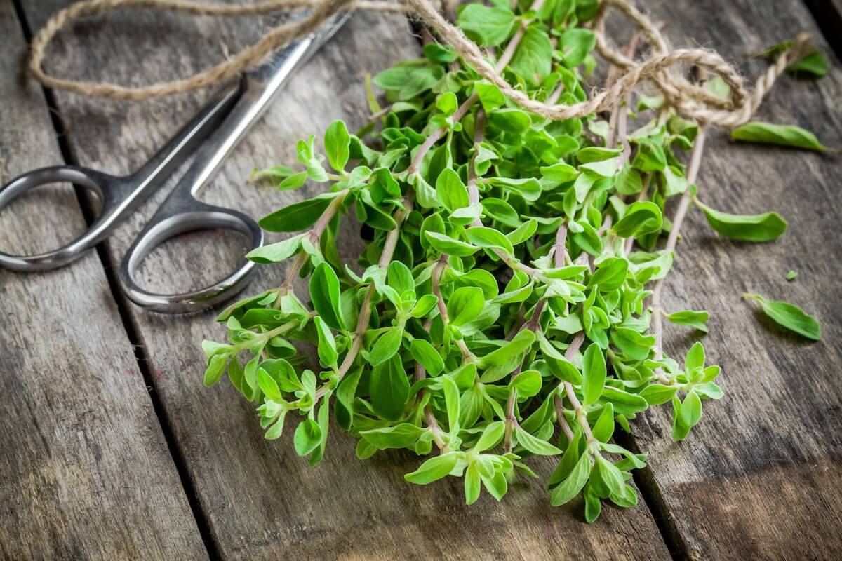 What's A Good Oregano Substitute? SPICEography
