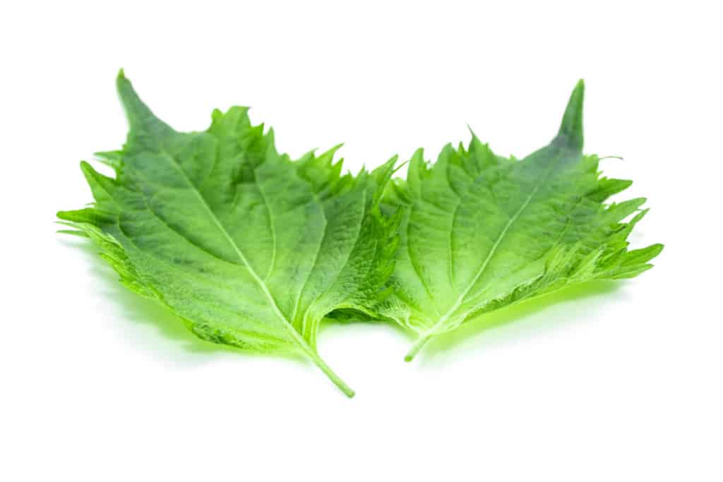 Shiso An Essential Japanese Herb