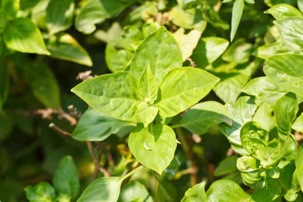 What's a Good Thai Basil Substitute?