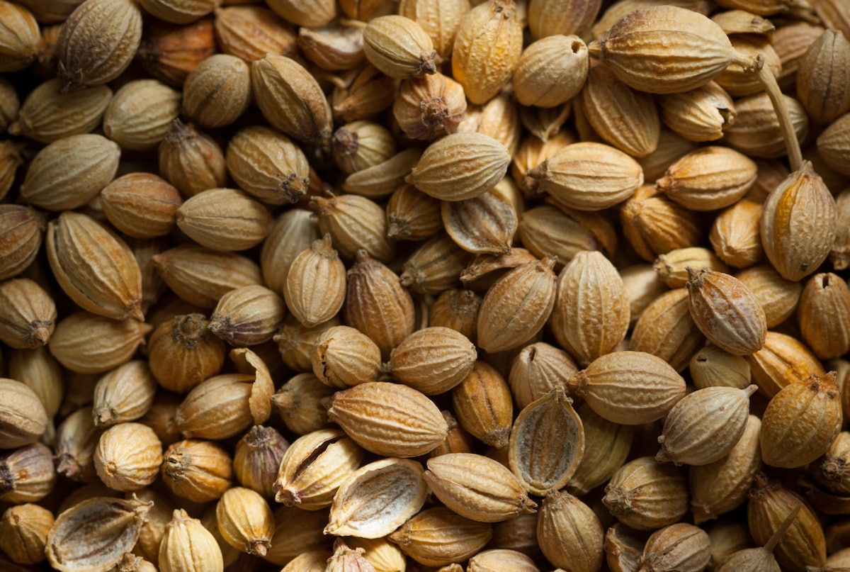 How To Store Coriander For The Freshest Flavor