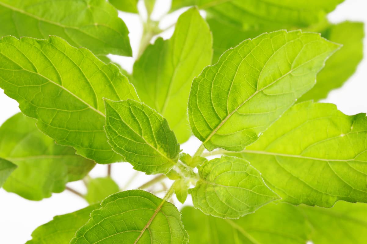 What's A Good Holy Basil Substitute?