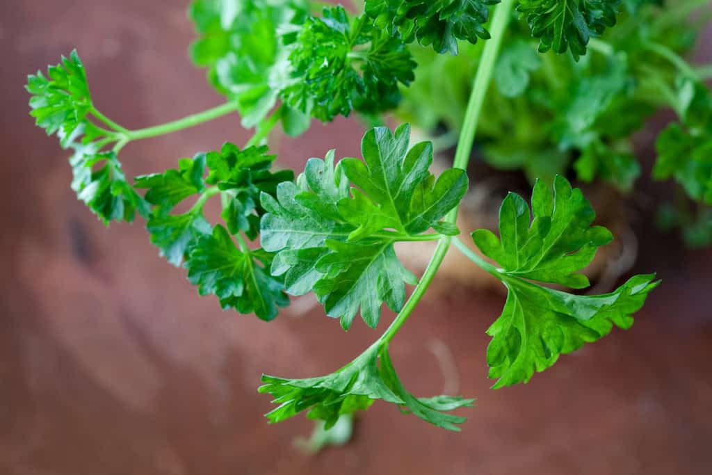 How to Store Parsley For The Freshest Flavor