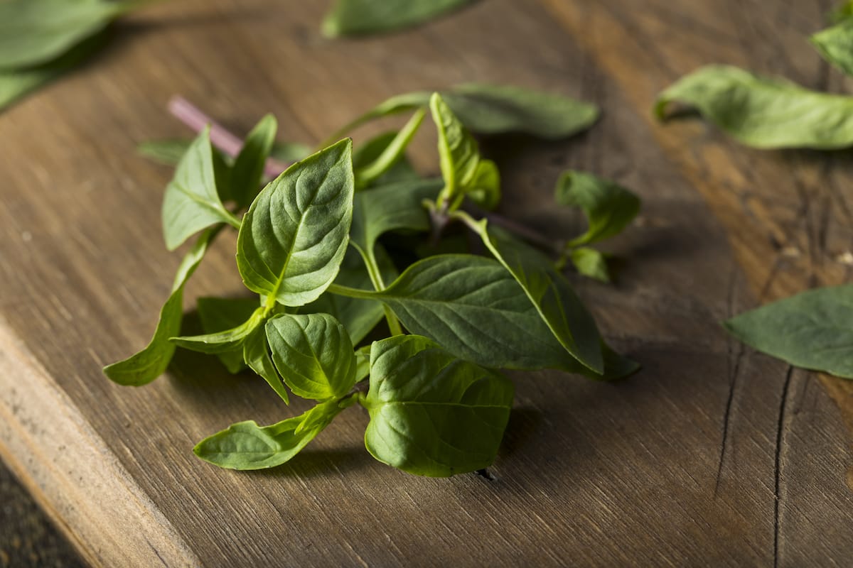 Thai Basil Vs. Holy Basil SPICEography Showdown