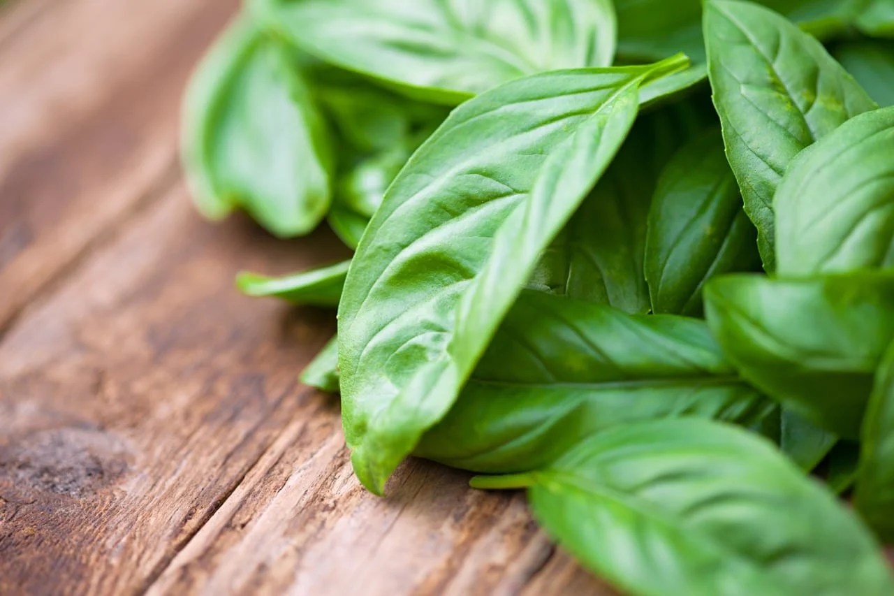 Basil Vs. Oregano How Do They Compare?