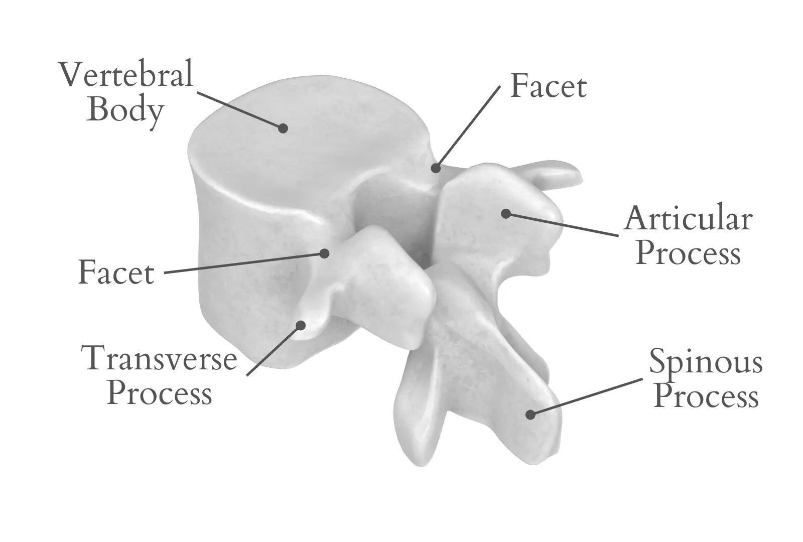 Spinal Facets Meaning and Their Link with Back Pain