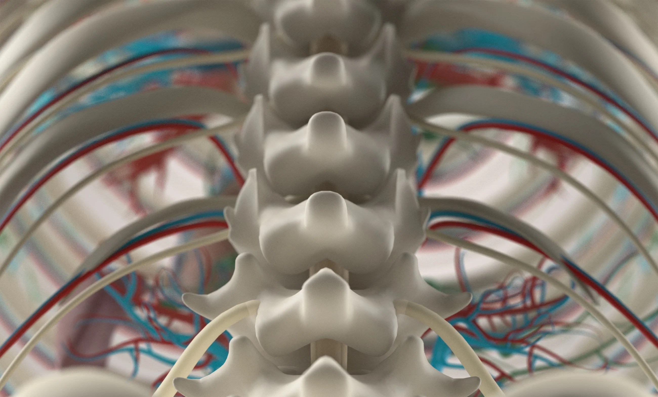 3 Significant Spinal Cord Functions to Know