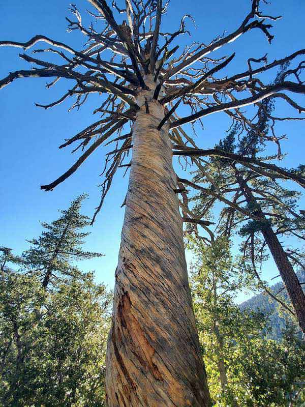 My Low Back Pain Now Has Bonus Neck Pain... SPINEZONE PLEASE HELP