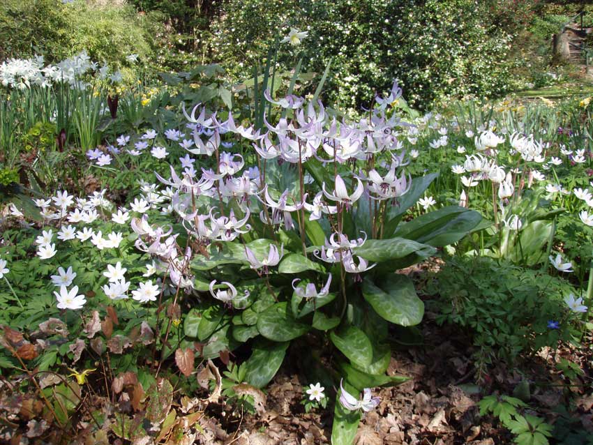 Spinners Garden and Nursery