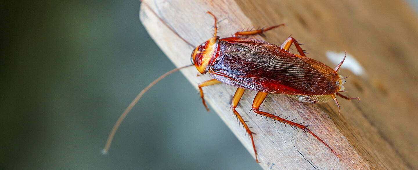 Cockroach Symbolism Symbolism, Dreams, Messages Spirit Animal Totems