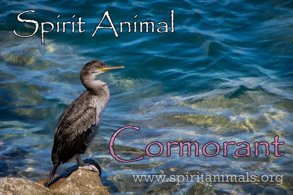 Cormorant Spirit Animal Meaning and Interpretations Spirit Animals