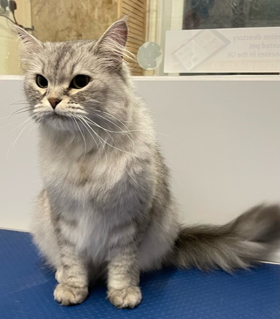 Gallery Groomed Cats Spirited Dawn Kennels