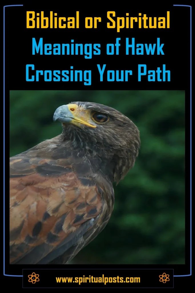 10 Biblical Meanings of Seeing a Hawk Crossing Your Path Spiritual Posts