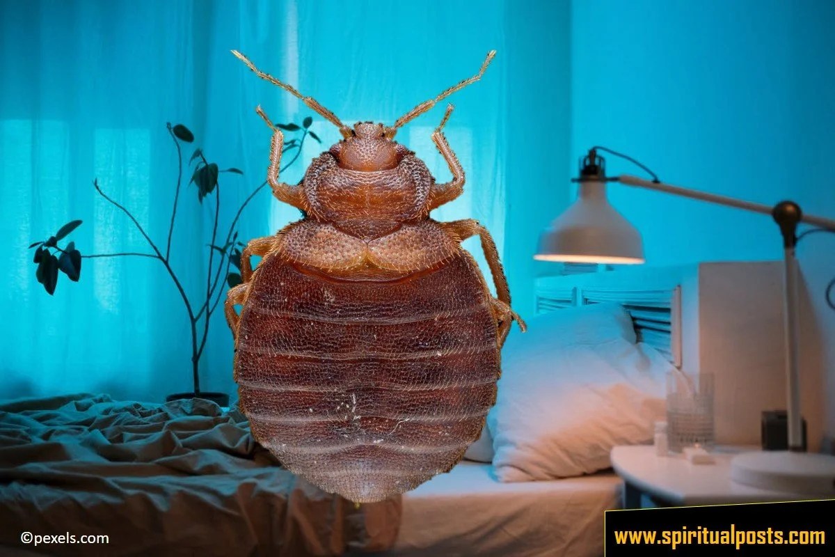 7 Spiritual Meanings of Bed Bugs (Bites in a Dream!) Spiritual Posts
