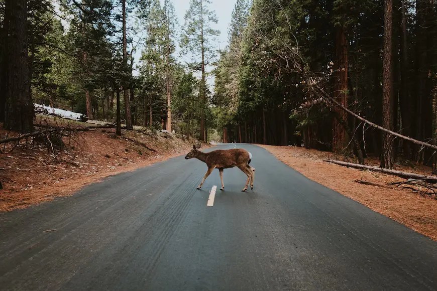 13 Spiritual Meanings Of A Deer Crossing Your Path Spiritual Posts