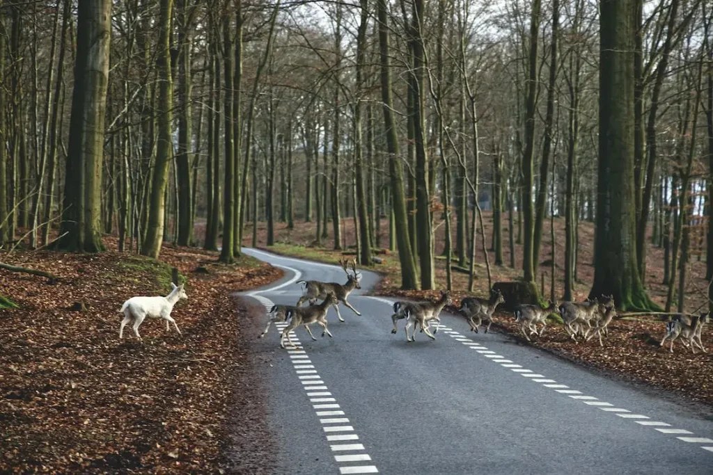 13 Spiritual Meanings Of A Deer Crossing Your Path Spiritual Posts