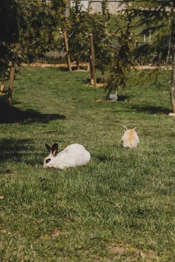 7 Spiritual Meanings of Seeing 2 Rabbits and Symbolism Spiritual Posts