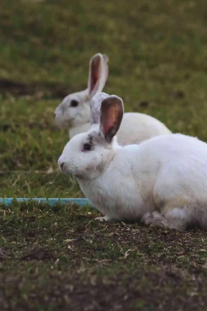 7 Spiritual Meanings of Seeing 2 Rabbits and Symbolism Spiritual Posts