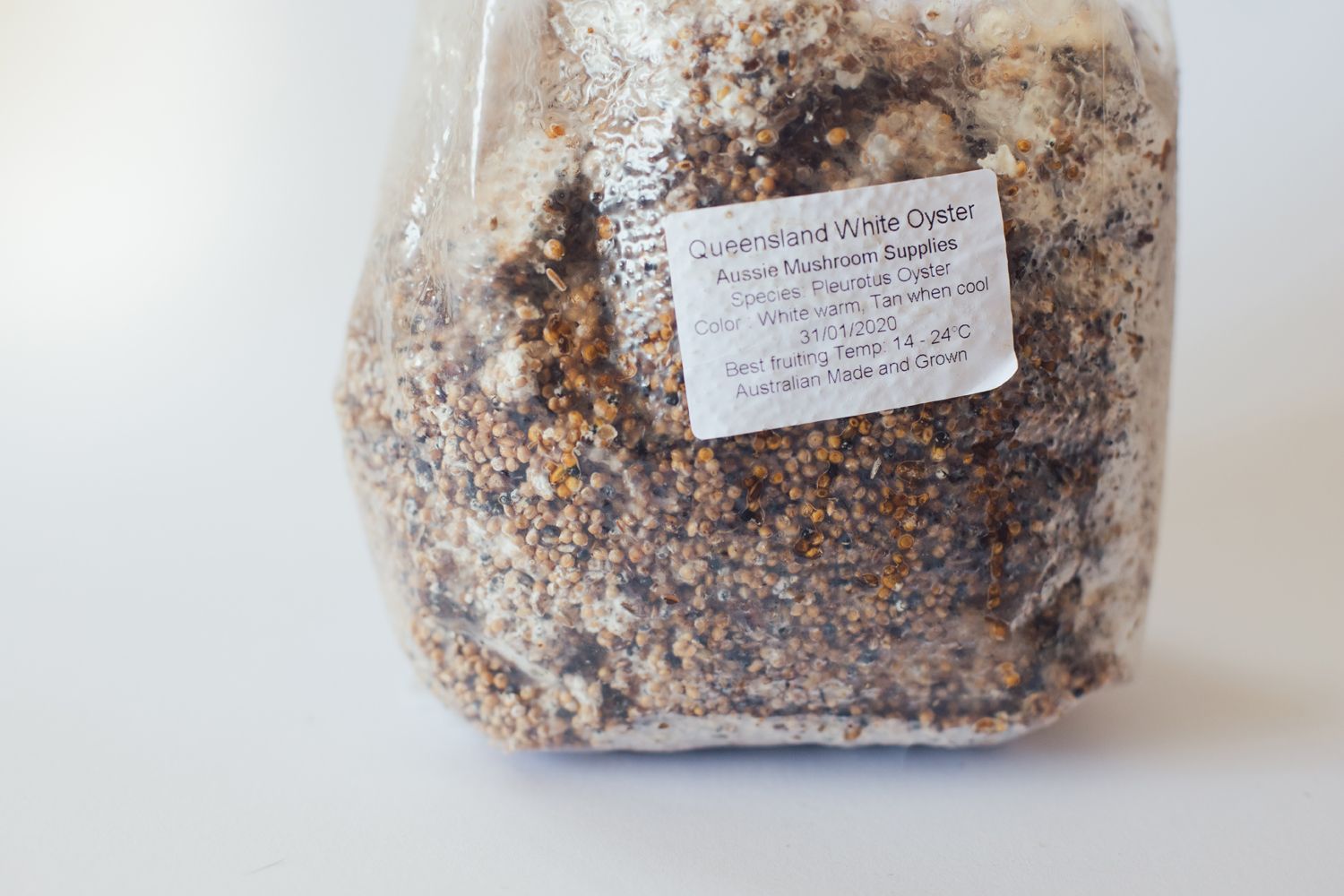 How to Grow Oyster Mushrooms Spirit You