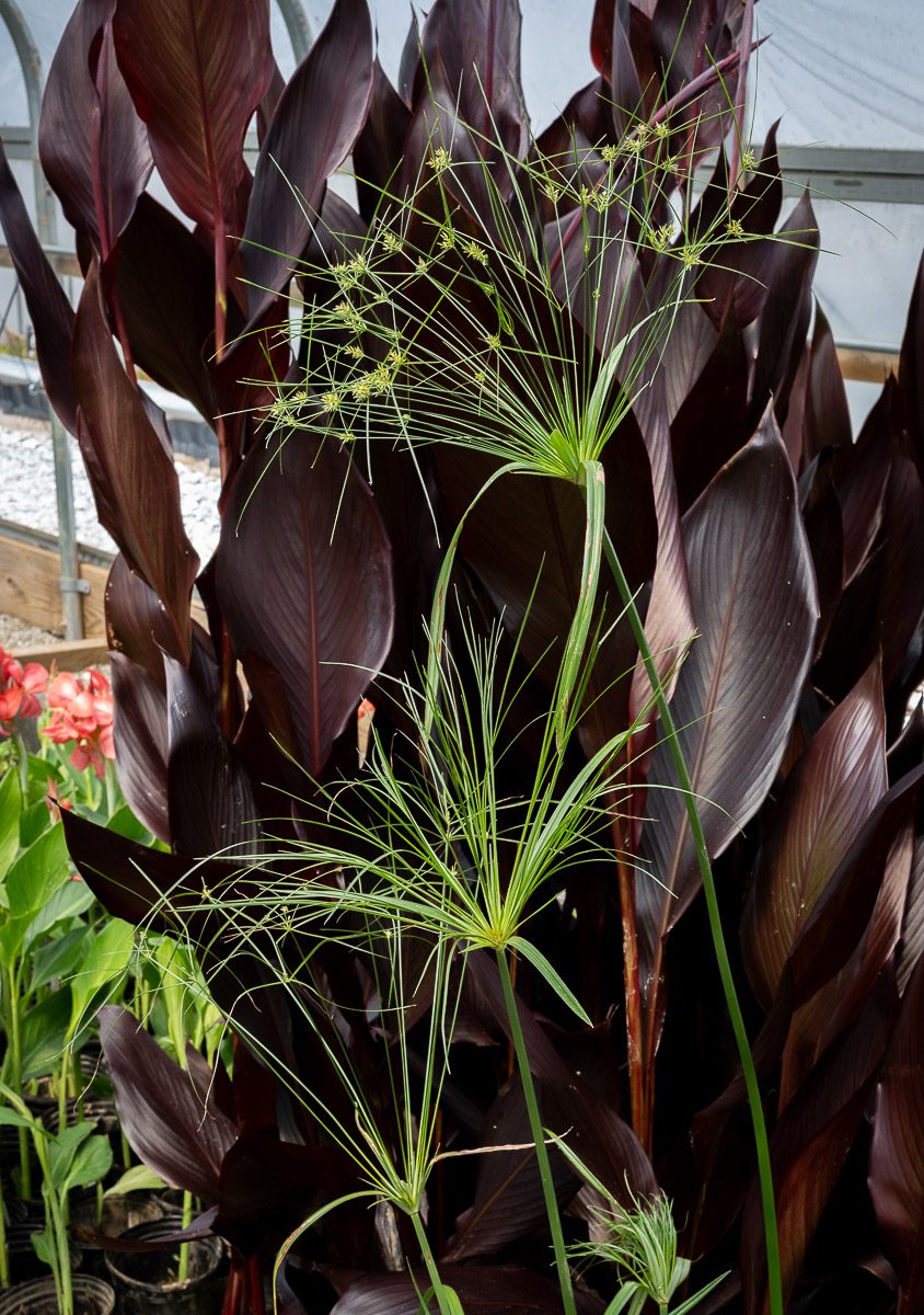 Giant Papyrus Splash Plants