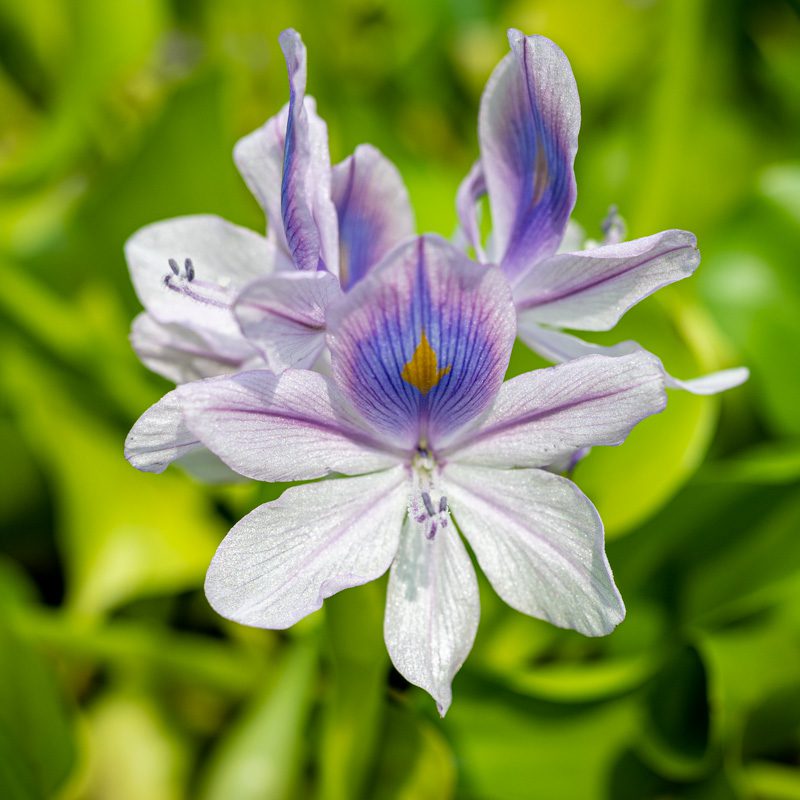 Water Hyacinths (AutoShip Available) Splash Plants