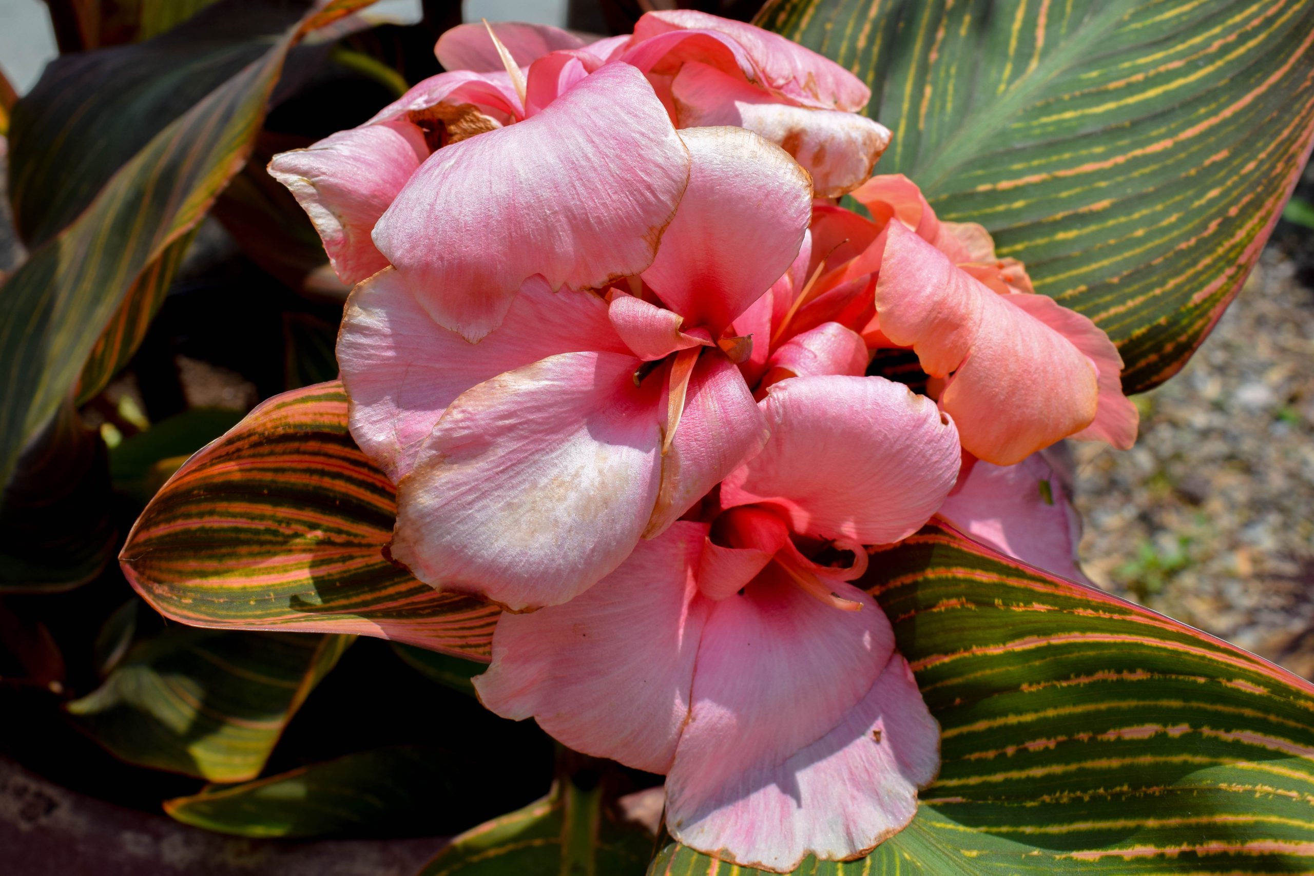 Pink Sunburst Canna Splash Plants