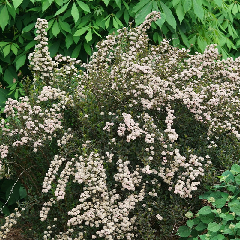 Physocarpus opulifolius Tiny Wine® ('Smpotw'PBR) Splendor Plant
